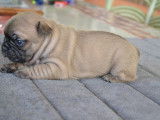 Chiots Bouledogues Français LOF à vendre
