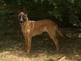 Vente d&rsquo;un chiot Berger Belge Malinois femelle au pelage fauve bring&eacute; (LOF)