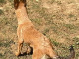 Vente d&rsquo;un chiot Berger Belge Malinois femelle au pelage fauve bring&eacute; (LOF)