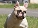 Chien Bouledogue Fran&ccedil;ais blanc LOF pour une saillie