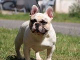 Chien Bouledogue Fran&ccedil;ais blanc LOF pour une saillie