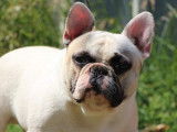 Chien Bouledogue Fran&ccedil;ais blanc LOF pour une saillie