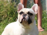 Chien Bouledogue Fran&ccedil;ais blanc LOF pour une saillie
