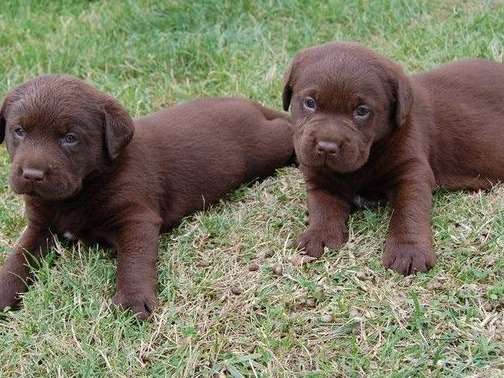 À réserver : 4 chiots Labradors chocolat non LOF