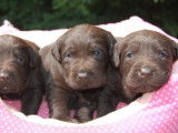 À réserver : 4 chiots Labradors chocolat non LOF