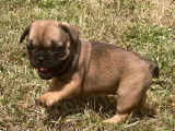 4 chiots Bouledogues Fran&ccedil;ais fauve non LOF &agrave; r&eacute;server