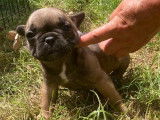 4 chiots Bouledogues Fran&ccedil;ais fauve non LOF &agrave; r&eacute;server