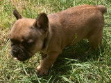 4 chiots Bouledogues Fran&ccedil;ais fauve non LOF &agrave; r&eacute;server