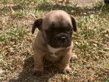 4 chiots Bouledogues Fran&ccedil;ais fauve non LOF &agrave; r&eacute;server