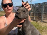 4 chiots mâles Cane Corso disponibles à l’achat (LOF)