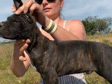 4 chiots mâles Cane Corso disponibles à l’achat (LOF)