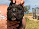 4 chiots mâles Cane Corso disponibles à l’achat (LOF)
