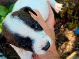 Chiot mâle Jack Russell tricolore à réserver (non LOF)