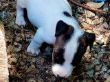 Chiot mâle Jack Russell tricolore à réserver (non LOF)