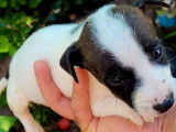 Chiot mâle Jack Russell tricolore à réserver (non LOF)
