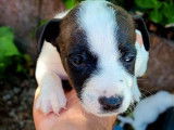 Chiot mâle Jack Russell tricolore à réserver (non LOF)