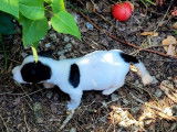 Chiot mâle Jack Russell tricolore à réserver (non LOF)