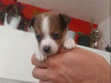 À réserver : un chiot Jack Russell mâle non LOF tricolore
