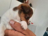 À réserver : un chiot Jack Russell mâle non LOF tricolore