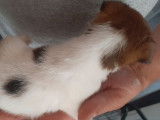 À réserver : un chiot Jack Russell mâle non LOF tricolore