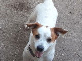 À réserver : un chiot Jack Russell mâle non LOF tricolore