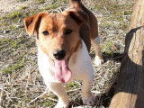 À réserver : un chiot Jack Russell mâle non LOF tricolore
