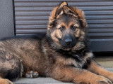 Chiot Altdeutsche Schäferhund femelle fauve non LOF à vendre