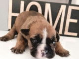 À réserver : 6 chiots Bulldog Continental LOF