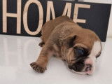 À réserver : 6 chiots Bulldog Continental LOF