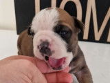 À réserver : 6 chiots Bulldog Continental LOF