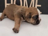 À réserver : 6 chiots Bulldog Continental LOF