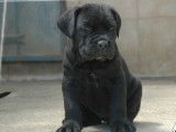 Réservation de 3 chiots Cane Corso mâles noirs (LOF)