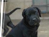 Réservation de 3 chiots Cane Corso mâles noirs (LOF)