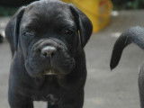 Réservation de 3 chiots Cane Corso mâles noirs (LOF)