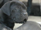 Réservation de 3 chiots Cane Corso mâles noirs (LOF)