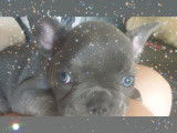 Chiot de type Bouledogue Français mâle à vendre