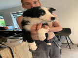 2 chiots border collie mâles