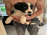 2 chiots border collie mâles