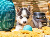 Chiots Husky Sibérien LOF à vendre