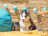 Chiots Husky Sibérien LOF à vendre