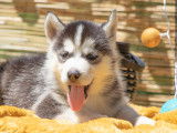 Chiots Husky Sibérien LOF à vendre