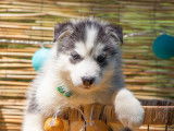 Chiots Husky Sibérien LOF à vendre