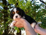 2 chiots Cavaliers King Charles à réserver, LOF tricolores