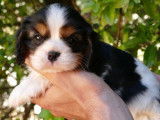 2 chiots Cavaliers King Charles à réserver, LOF tricolores