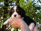 2 chiots Cavaliers King Charles à réserver, LOF tricolores