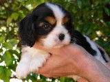 2 chiots Cavaliers King Charles à réserver, LOF tricolores