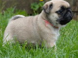 Chiots Carlin LOF à vendre