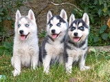 5 chiots Huskies de Sibérie à réserver (LOF), 4 femelles, 1 mâle