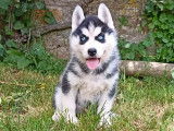 5 chiots Huskies de Sibérie à réserver (LOF), 4 femelles, 1 mâle
