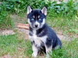 8 chiots Huskies Sibériens LOF bicolores à reserver